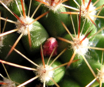 Kaktus Blüte I